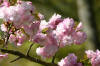 Le jardin Japonais de Hasselt - le printemps 5  36 