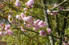 Le jardin Japonais de Hasselt - le printemps 5  37 