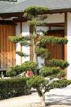 Le jardin Japonais de Hasselt - le printemps 2  22 