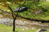 Le jardin Japonais de Hasselt - le printemps 2  10 