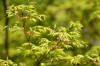 Le jardin Japonais de Hasselt - le printemps 2  41 