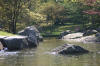 Le jardin Japonais de Hasselt - le printemps 2  48 