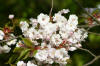Le jardin Japonais de Hasselt - le printemps 2  56 