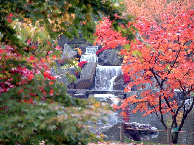 Le jardin Japonais de Hasselt - Chrysanthèmes 1  1 