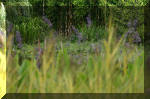 JARDIN AQUATIQUE 2  33 