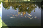 JARDIN AQUATIQUE 3  26 