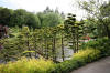 Le parc Oriental de Maulévrier en 2009 - visite du parc page 2  37 