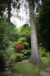Le parc Oriental de Maulévrier en 2009 - visite du parc page 2  28 