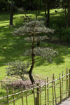 Le parc Oriental de Maulévrier en 2009 - visite du parc page 2  16 