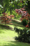 Le parc Oriental de Maulévrier en 2009 - visite du parc page 2  14 