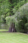 Le parc Oriental de Maulévrier en 2009 - visite du parc page 2  12 
