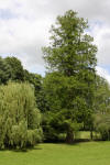 Le parc Oriental de Maulévrier en 2009 - visite du parc page 2  11 