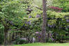 Le parc Oriental de Maulévrier en 2009 - visite du parc page 2  5 