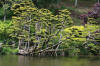 Le parc Oriental de Maulvrier en 2009 - visite du parc page 3  24 