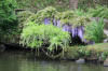 Le parc Oriental de Maulvrier en 2009 - visite du parc page 4  40 