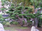 jardin japonais de monaco