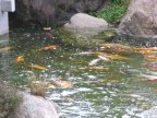 jardin japonais de monaco