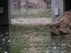 jardin japonais de monaco