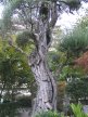 jardin japonais de monaco