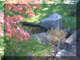 Jardin japonais d'Hasselt couleurs d'automne 1  3 