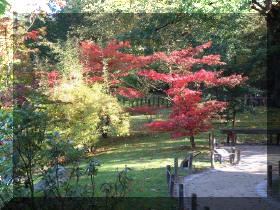 Jardin japonais d'Hasselt couleurs d'automne 1  6 