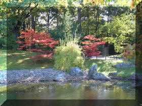 Jardin japonais d'Hasselt couleurs d'automne 1  11 