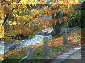 Jardin japonais d'Hasselt couleurs d'automne 2  6 