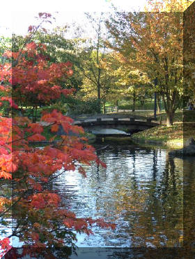 Jardin japonais d'Hasselt couleurs d'automne 2  4 