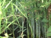 DSCF0027