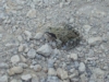 grenouille.JPG