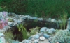 etang1.jpg