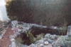 lenetang10.jpg