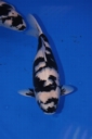 koi show