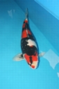koi show