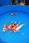 Koi Hunting of Danny's koi caf november 2008 - Breeder Koi show in Hiroshima 2008  18 