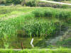 Kim's koi hunting 2008, la chasse au trsor de kim   Niigata le jeudi  4 