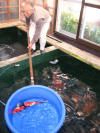 Kim's koi hunting 2008, la chasse au trsor de kim  Niigata le mardi  3 