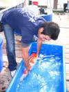 Kim's koi hunting 2008, la chasse au trsor de kim  Niigata le MERCREDI  4 