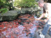 Kim's koi hunting 2008, la chasse au trsor de kim    26 