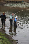 Koi Hunting of Danny's koi caf november 2008 - Sakai fish farm harvest in mud pond 1  6 