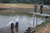 Koi Hunting of Danny's koi caf november 2008 - Sakai fish farm harvest in mud pond 1  8 