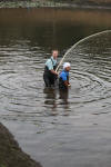 Koi Hunting of Danny's koi caf november 2008 - Sakai fish farm harvest in mud pond 1  12 