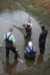 Koi Hunting of Danny's koi caf november 2008 - Sakai fish farm harvest in mud pond 1  13 