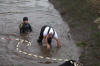 Koi Hunting of Danny's koi caf november 2008 - Sakai fish farm harvest in mud pond 1  15 