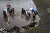 Koi Hunting of Danny's koi caf november 2008 - Sakai fish farm harvest in mud pond 1  17 