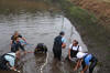 Koi Hunting of Danny's koi caf november 2008 - Sakai fish farm harvest in mud pond 1  19 