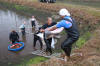 Koi Hunting of Danny's koi caf november 2008 - Sakai fish farm harvest in mud pond 1  22 