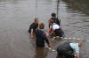 Koi Hunting of Danny's koi caf november 2008 - Sakai fish farm harvest in mud pond 1  27 