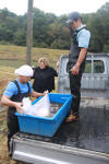 Koi Hunting of Danny's koi caf november 2008 - Sakai fish farm harvest in mud pond 1  26 