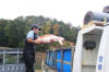 Koi Hunting of Danny's koi caf november 2008 - Sakai fish farm harvest in mud pond 1  28 